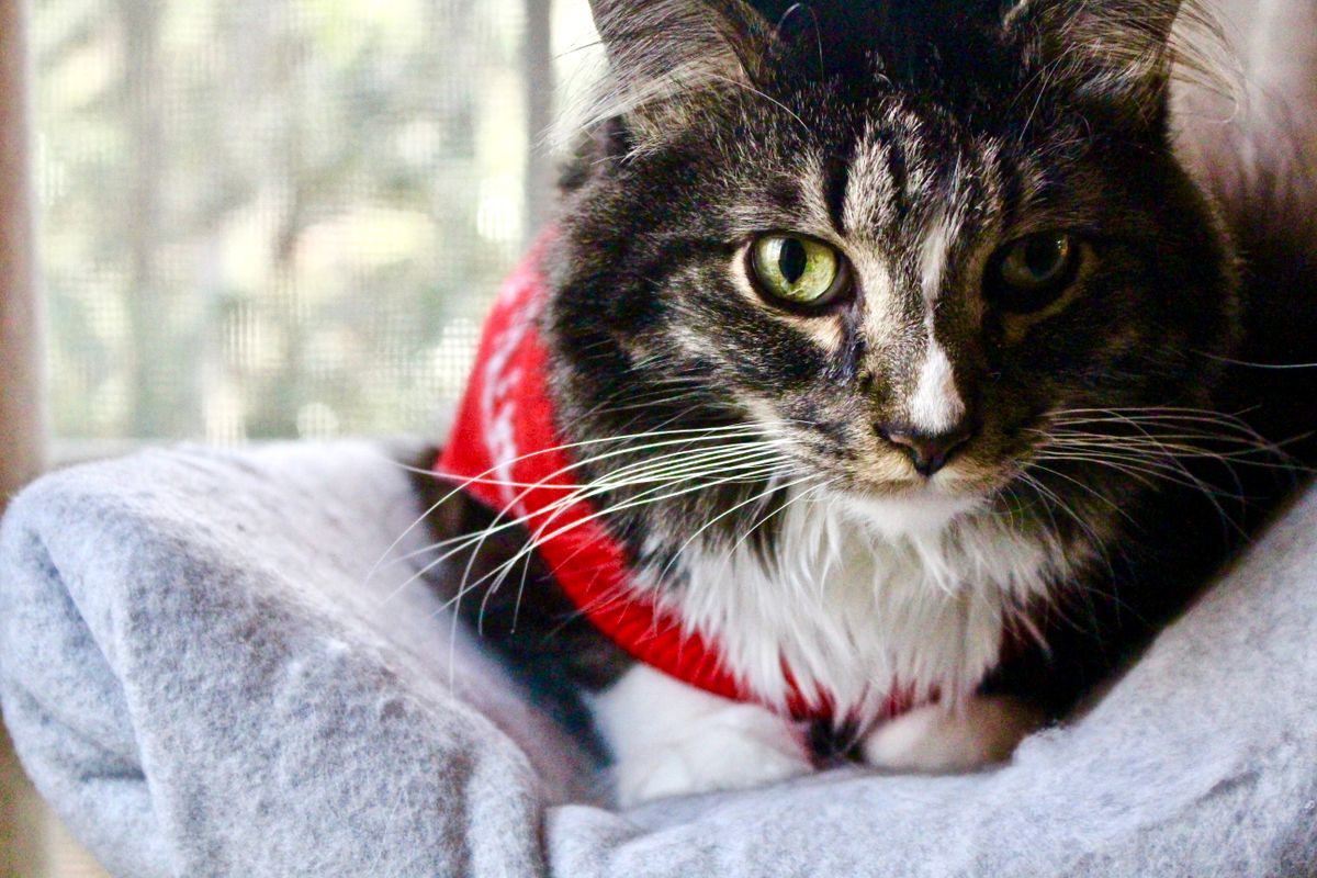Tabby cat in a soft beige knitted sweater on a linen sofa