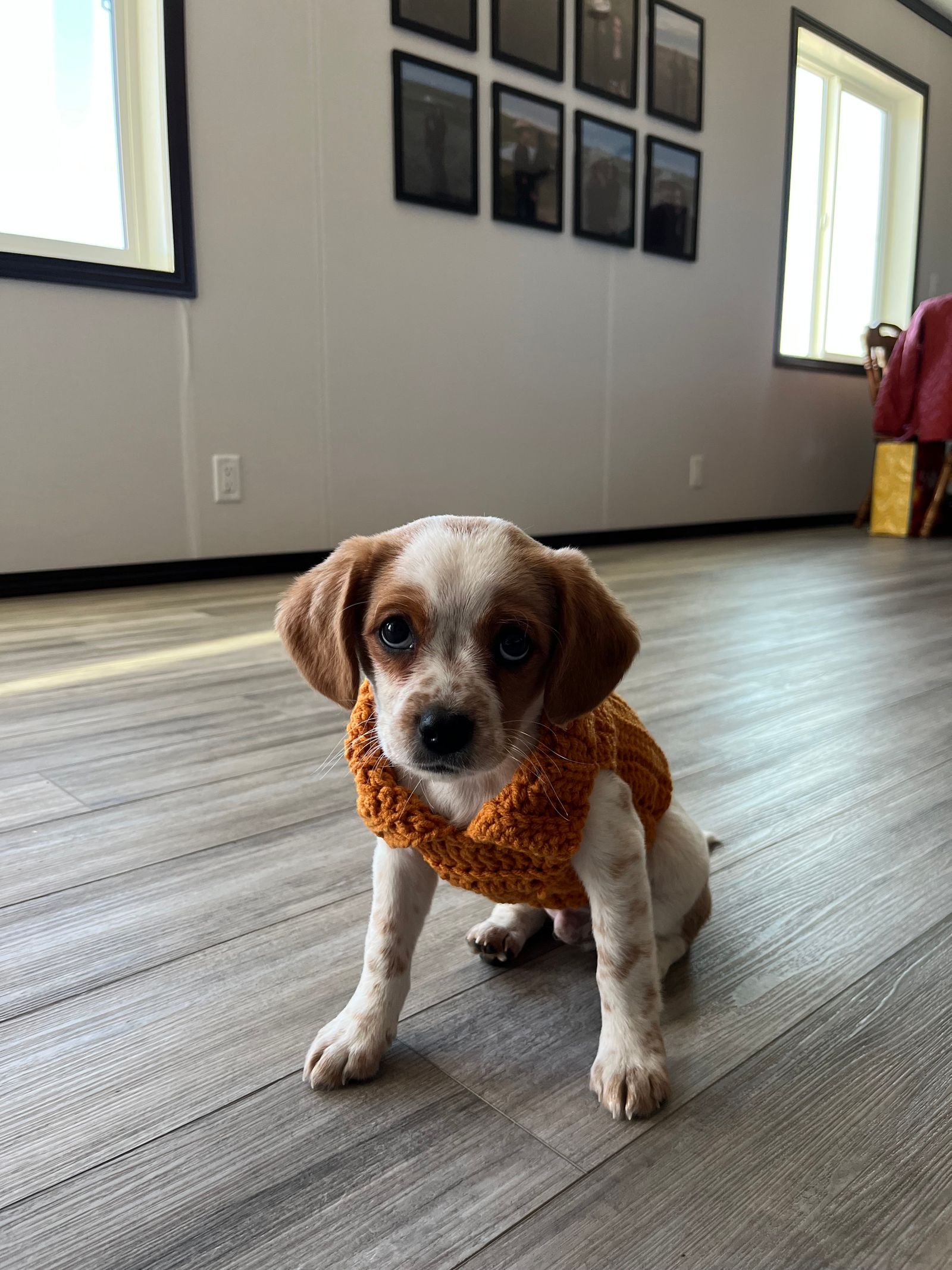 Puppy wearing a knitted sweater indoors