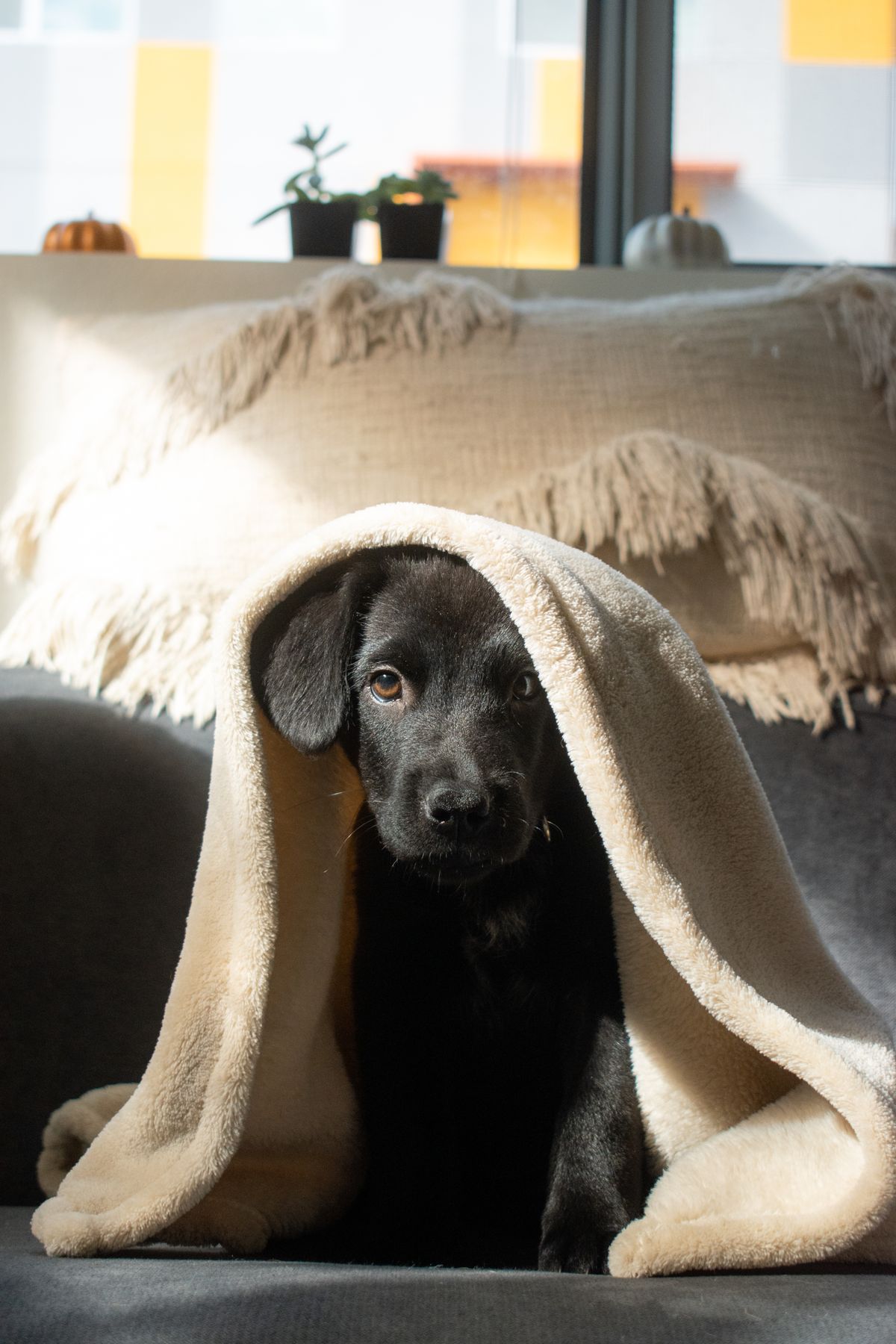 Puppy peeking out from a soft blanket