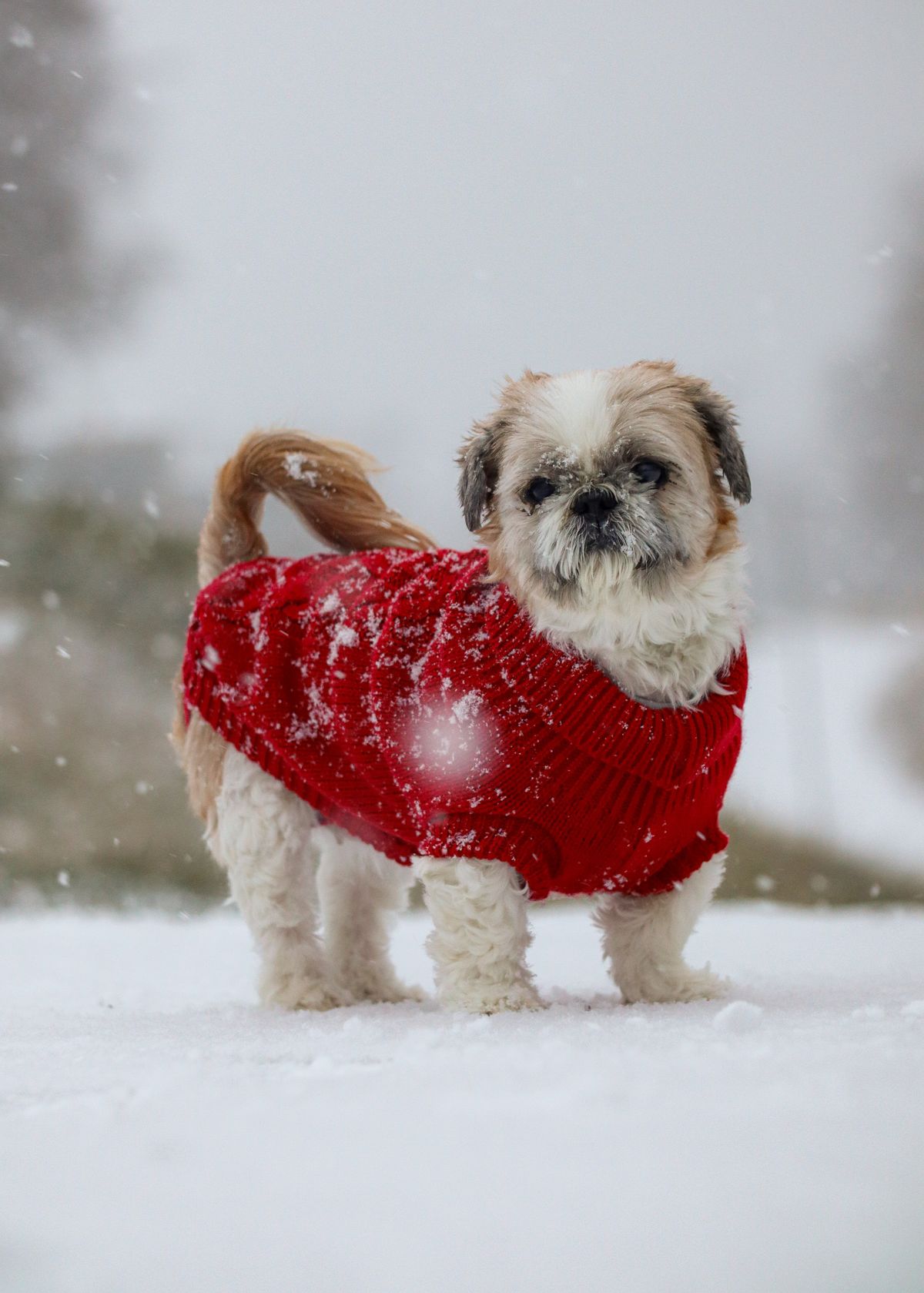 Small dog in a red sweater standing in snow