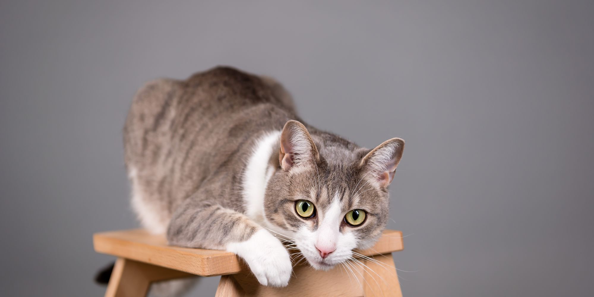 Grey and white cat sitting on a wooden bench in a studio