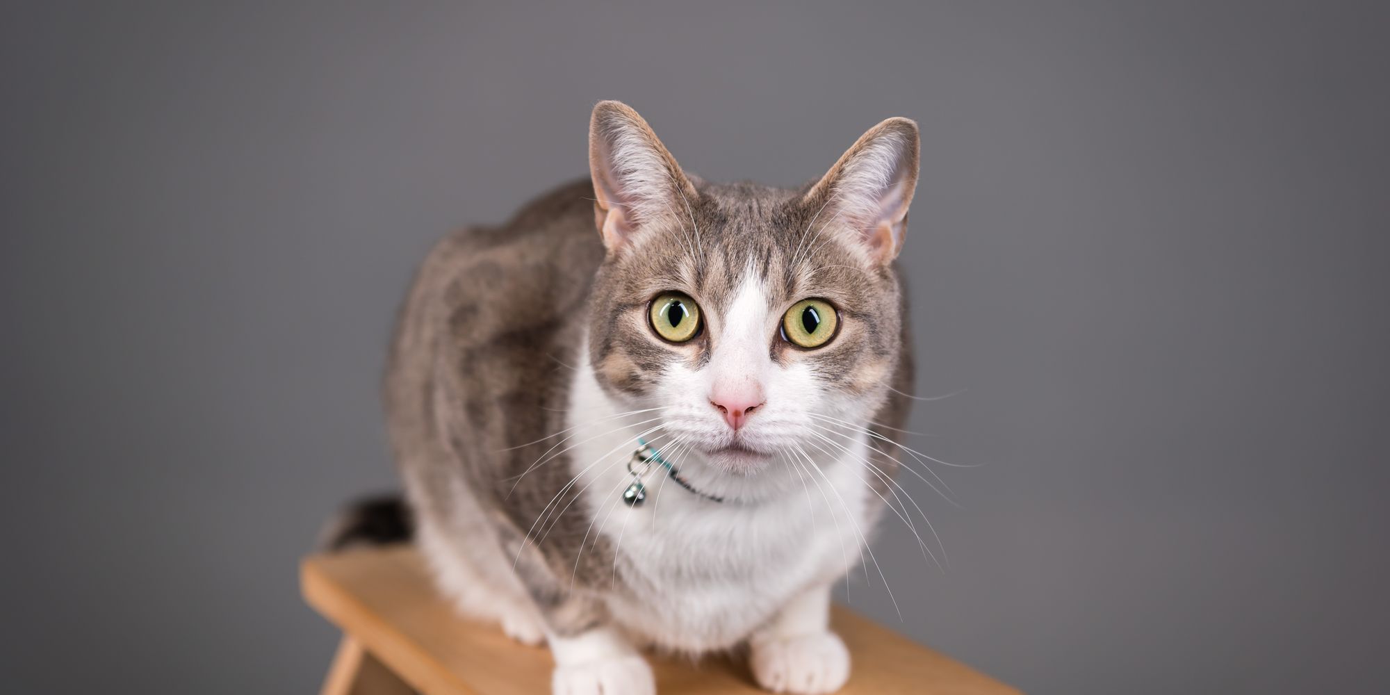 Cat with a collar sitting on a wooden bench in a bright studio