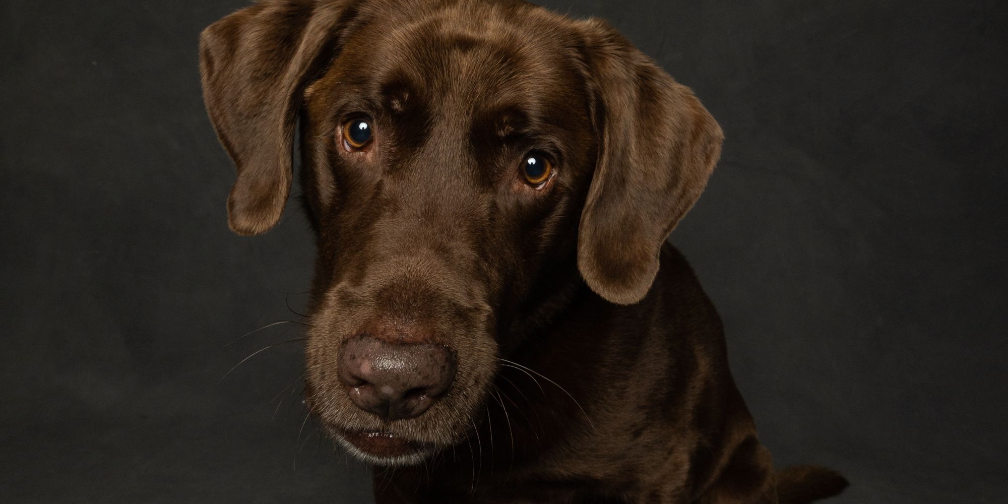Chocolate Labrador sitting in a studio with a dark background