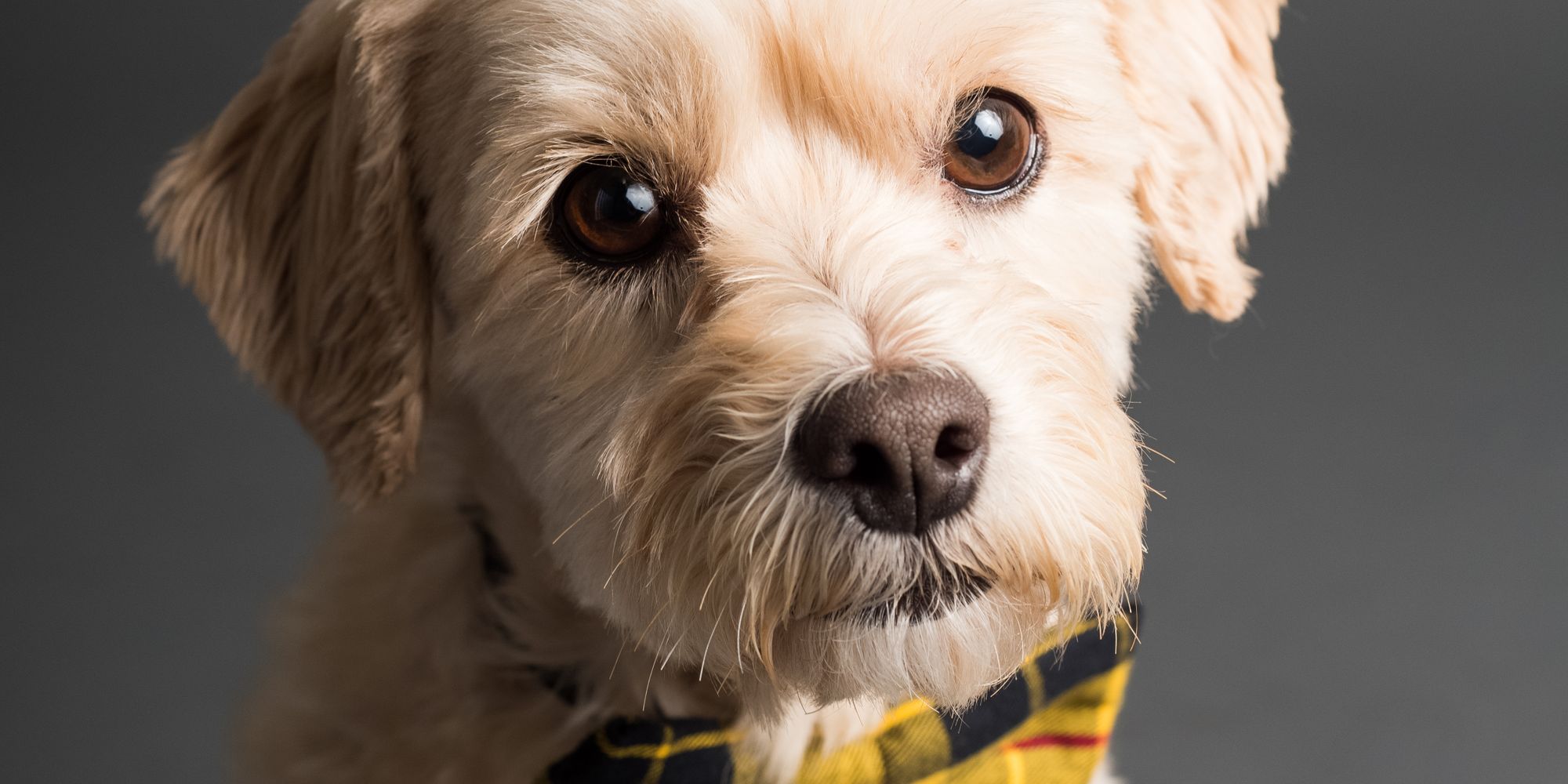 Eco-friendly pet knitwear styled in a studio